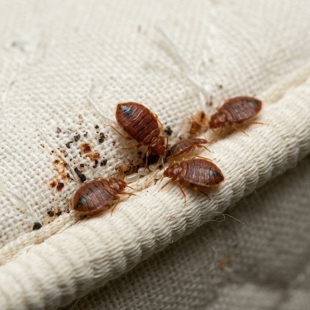 Bed Bug Treatment Kolkata